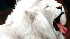 Animals tongue white lions