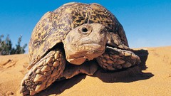 Animals tortoises deserts