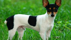 Animals toys (children)