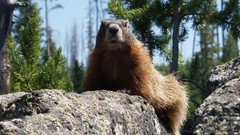 Animals trail vacation rocks lewis yellowstone pine trees 