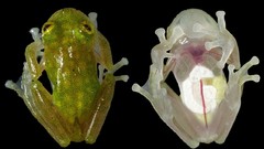 Animals transparent Frogs Reptiles