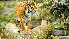 Animals tree trunks Tigers