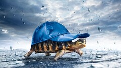 Animals turtle humor