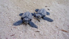 Animals turtles