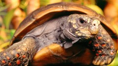 Animals turtles