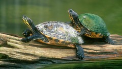 Animals turtles