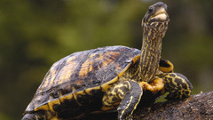 Animals turtles animal