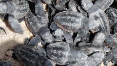 Animals turtles baby animals