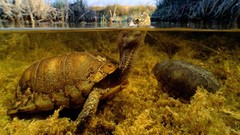 Animals turtles national geographic