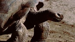 Animals turtles slow