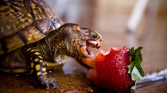 Animals turtles strawberries