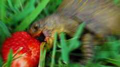 Animals turtles strawberries