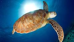 Animals turtles sunlight underwater