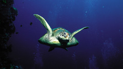 Animals turtles underwater