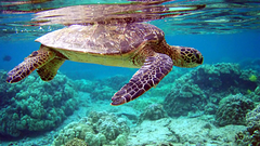 Animals turtles underwater