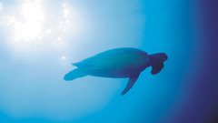 Animals turtles underwater Sea