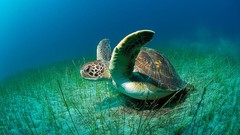 Animals turtles underwater Sea