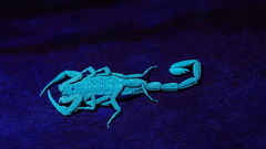 Animals Ultraviolet scorpions