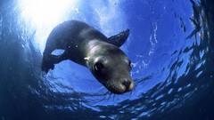 Animals underwater