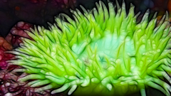 Animals underwater animal