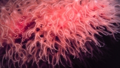 Animals underwater animal