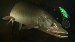 Animals underwater animal