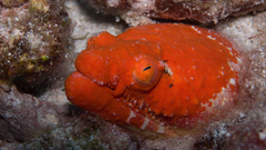 Animals underwater animal