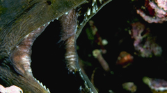 Animals underwater animal