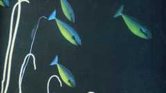 Animals underwater animal