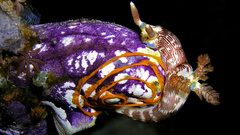 Animals underwater animal