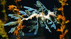 Animals underwater animal