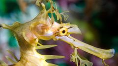 Animals underwater animal