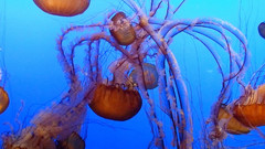 Animals underwater animal