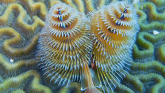 Animals underwater animal