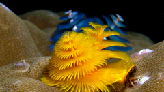 Animals underwater animal