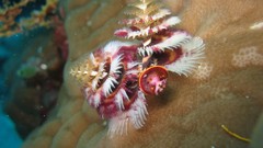 Animals underwater animal