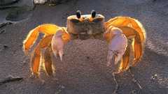 Animals underwater animal