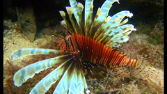 Animals underwater animal