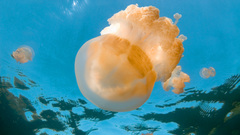 Animals underwater animal