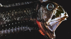 Animals underwater animal