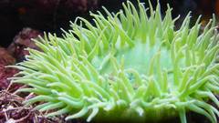 Animals underwater Aquarium and