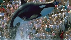 Animals underwater aquatic