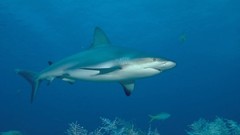 Animals underwater aquatic