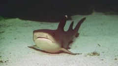 Animals underwater aquatic