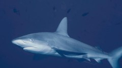 Animals underwater aquatic