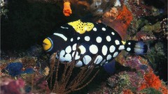 Animals underwater aquatic