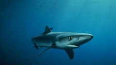 Animals underwater aquatic