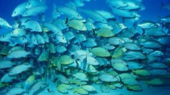 Animals underwater aquatic