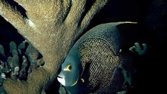 Animals underwater aquatic