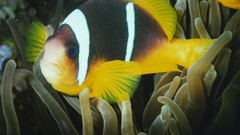 Animals underwater aquatic